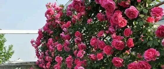 一棵盆栽大游行月季开成一整面花墙，壮观!~