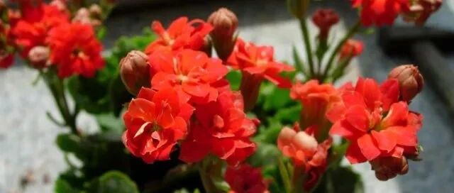 深秋在家养这5种花，整个冬天都有花赏！~