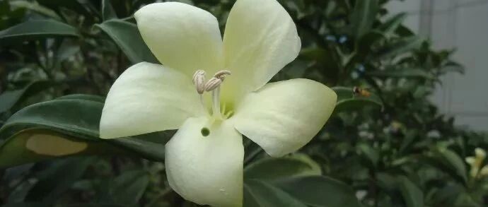 雾霾天在家养几种抗霾花卉，空气更清新！~