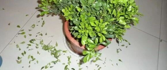 盆栽哗哗地掉叶子？这几种可能情况需要关注…