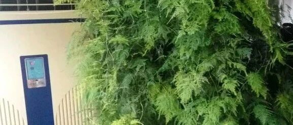 养了十几年的文竹长成巨无霸，花友分享经验…