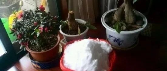 高手在民间！养花达人分享独家养花秘籍…