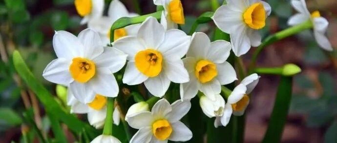 冬天在家水培水仙菖蒲风信子，又耐寒又好养