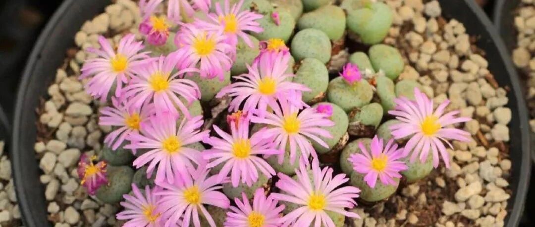 这三种可爱系盆栽植物萌萌哒，非常有趣！~