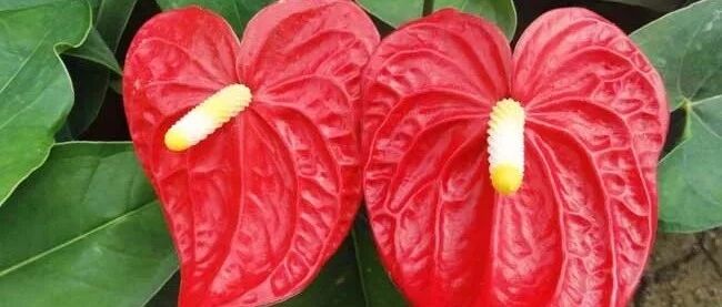 红掌和鸿运当头在夏天这么养，喜庆又红火…