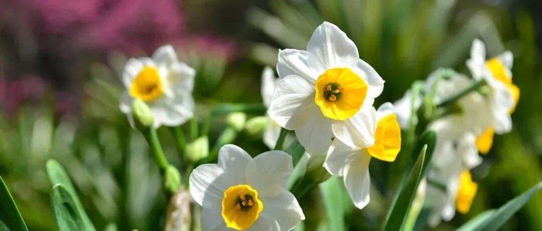 暴雨天气要让这些盆栽避雨，否则后果很严重