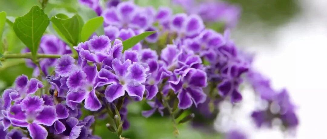 这10种花比较耐寒，在严寒天气也美得灿烂！~