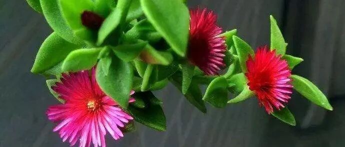 冬季在家养这三种“吊兰”，多晒太阳少吹冷风…