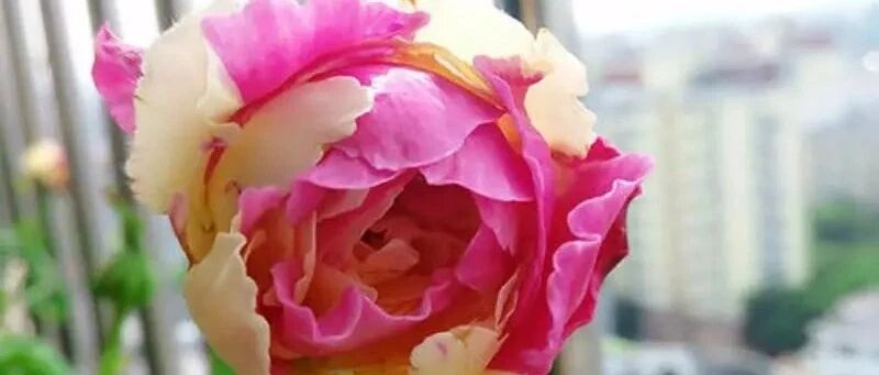 懒人必备!在家养这几种花，一年四季天天开…