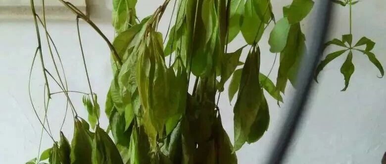 绿萝发财树一品红怕冷，大冬天要注意温养！~