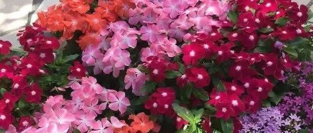 多晒多掐勤肥，这4种花很容易就能开成大花球！~