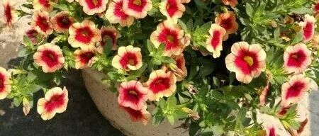 “超长待机”！这些花堪称没有感情的“开花机器”…