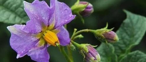 太惊艳！原来常见蔬菜开花时的样子这么美…