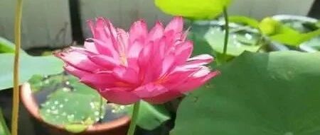 强降雨来临，这些怕大雨的花一定得注意防护！~