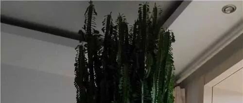 这些花很容易就能养到戳屋顶，太有气场啦！~