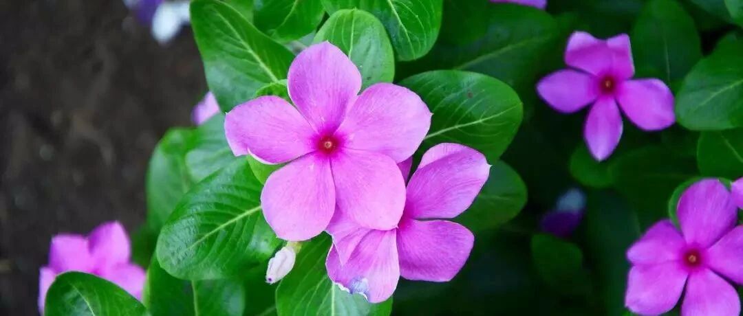 春夏秋冬都能开的几种花，养一盆即可赏四季！~