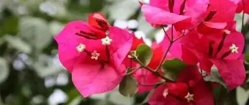 “春打六九头！”早春天暖，快来养花扦插…