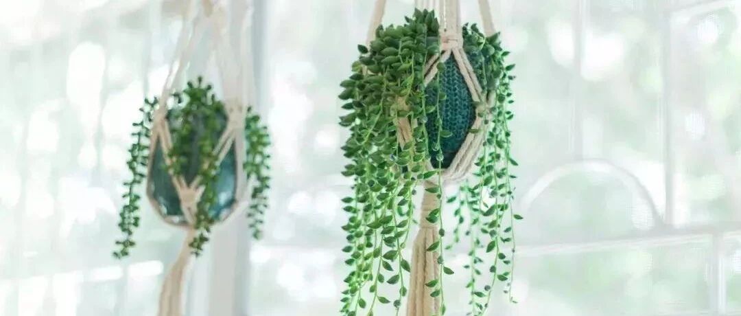这7种花适合吊起来养，长成“窗帘”，清新十足…