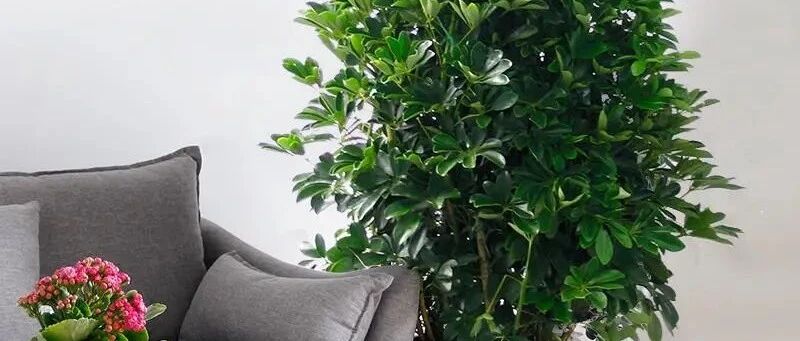 非常适合养在客厅的10种绿植，气场十足颜值高！~