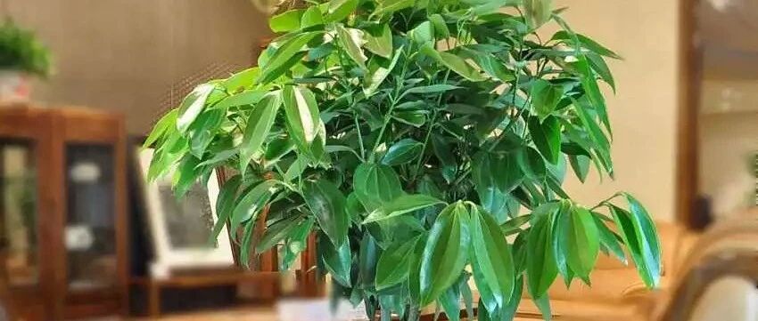 分享三种“平安”植物，祝大家岁岁平安！~