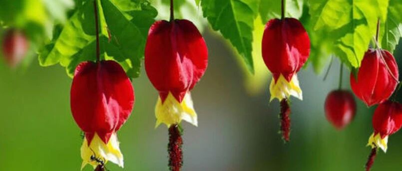 几种花草界的“灯”，祝各位花友元宵节快乐！