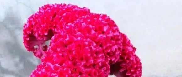 这三种秋花皮实耐活开花多，好养又惊艳！~