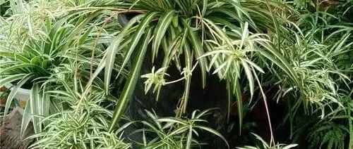 这些花就喜欢爆小崽，繁殖力强，好养又疯长！~