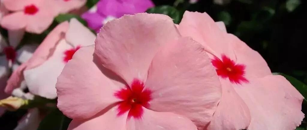 这些“开花机器”几乎天天开，真担心它们累着！~