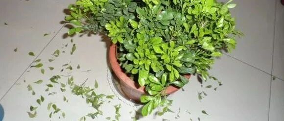 天冷了，这些常见花草怕冻怕涝，注意保温！