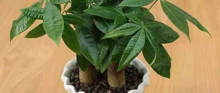 这五种吉祥花寓意福禄寿喜财，给生活更多幸福感！~