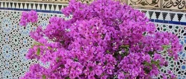 盆栽枯萎、凋谢或濒死？别扔！或能挽救回来~