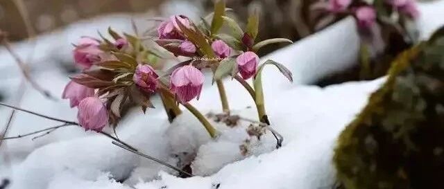 冬天没暖气就养这几种耐寒花，好养又惊艳！
