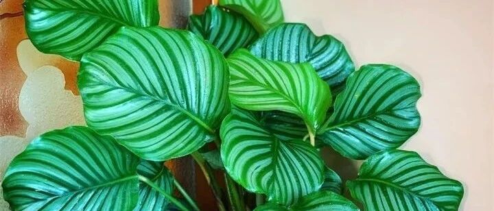 这8种耐阴花卉喜阴怕晒，采光不好也能养！~