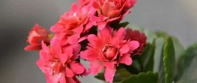 秋天在家养这五种花，花期长，冬天都有花赏