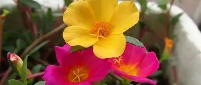 避开这些养花雷区，或能大大提高养花成功率…