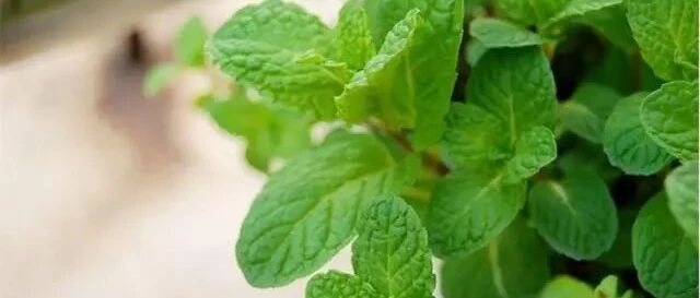 虽不惊艳但很有用的六种花，你值得拥有!~