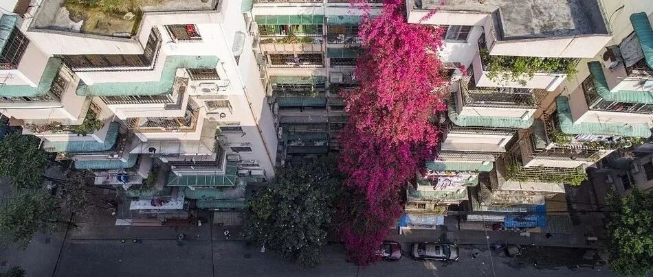 霸气!把花养到能上天，花友们各有各的经验…