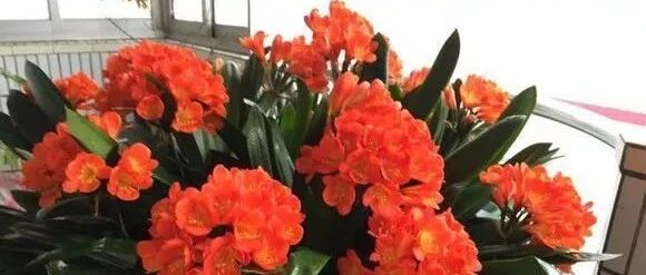 别人家的花草养得又美又壮观，环境很重要…