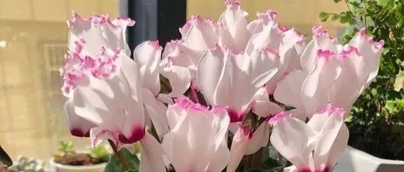 仙客来水仙花清雅如仙，冬季养在家超养眼…