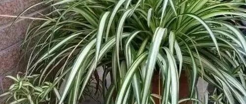 前方高能！给绿萝栀子“喝”啤酒水，给吊兰配蛋壳肥…