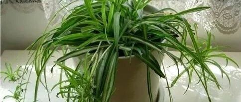 盆栽花草枯萎烂根濒死？教你一招抢救回来…