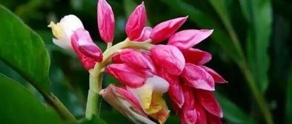 17种蔬菜开花图鉴，平凡又美丽！~