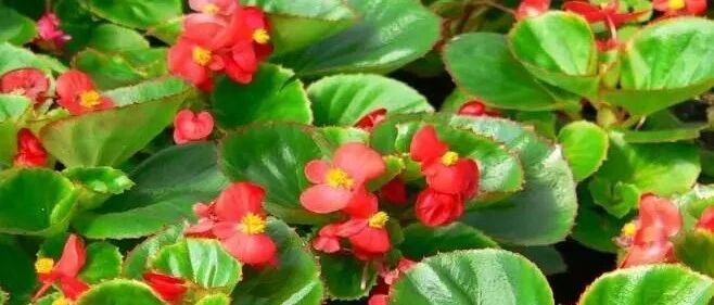 天凉了，雨来了，养花的小姿势该适当更新了！~