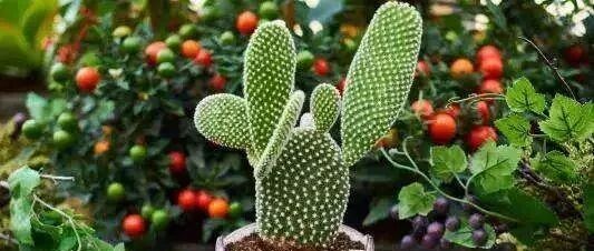 在家养几种有氧植物，清新空气，无限可爱！