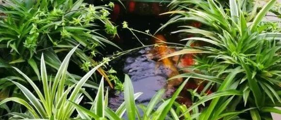 天冷了，用鱼缸水养花，有机又环保！~