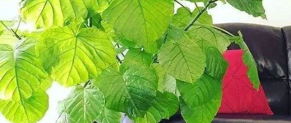 这几种经典绿植充满高级感，格调高雅气质十足！~