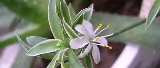 分享15种“吊兰”图鉴，你家养的吊兰是哪种？