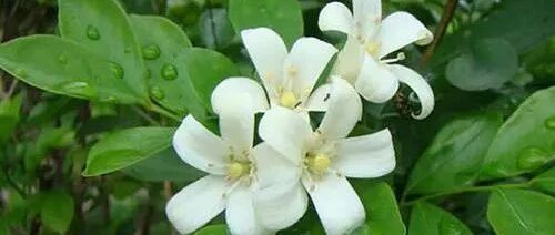 在院子里种几棵“活香水”，花开时节香满园！~