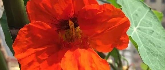 岁月如歌！这些秋花开正艳，如诗如画美极了~