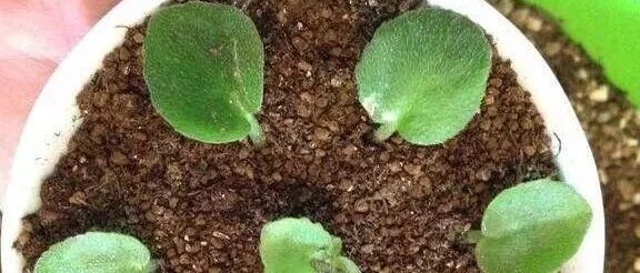 一个叶片种出一盆花！6种叶插养花方法送你啦~